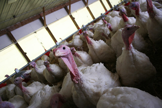 The hormones myth about turkey